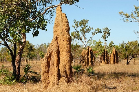 Termitero hormigas