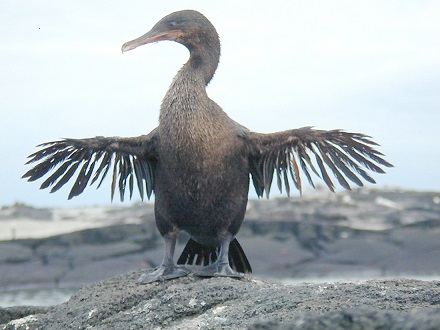 Cormoran